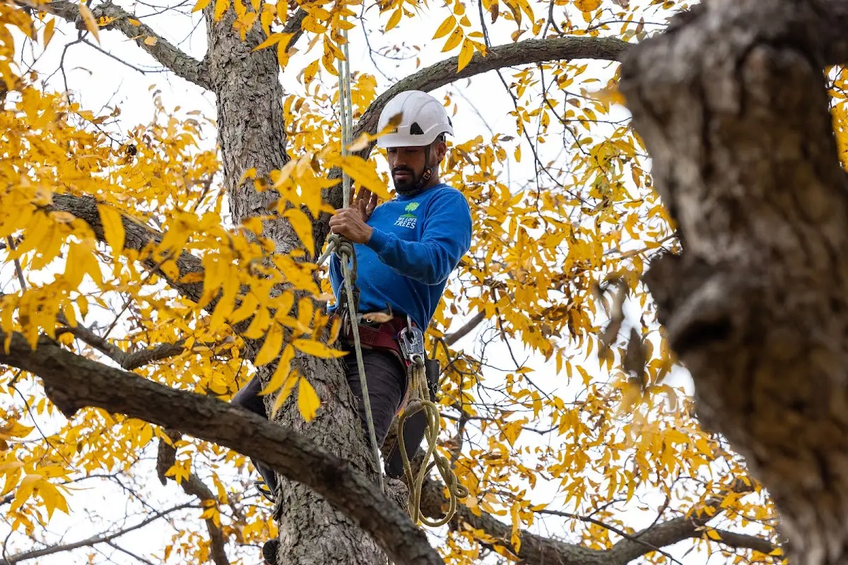 Skilled Tree Trimming crew working in Bedford